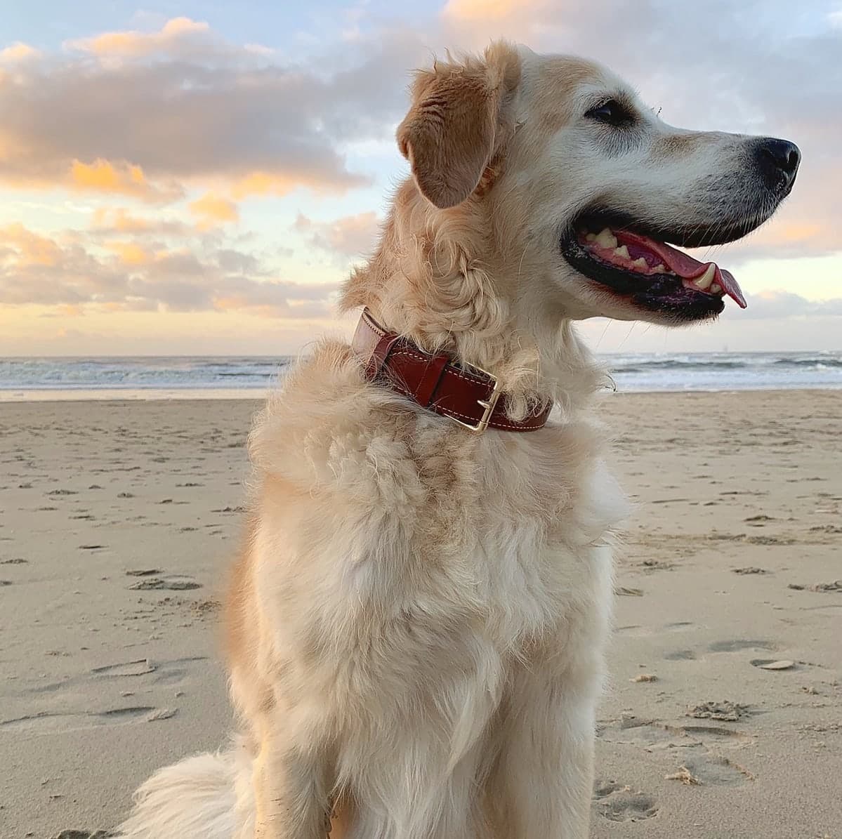 Halsband hond — leer
